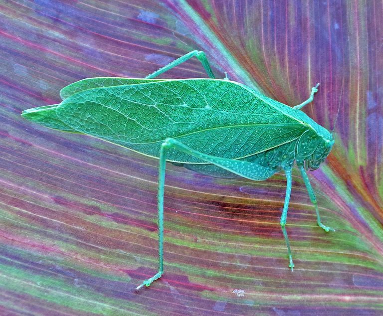profile of katydid