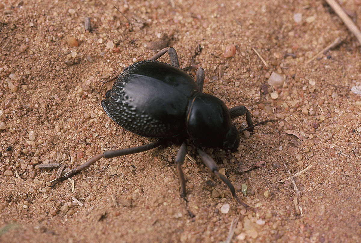 psammodes hirtipes